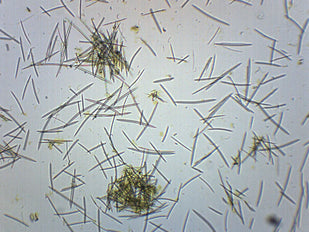 Microneedling Spicule